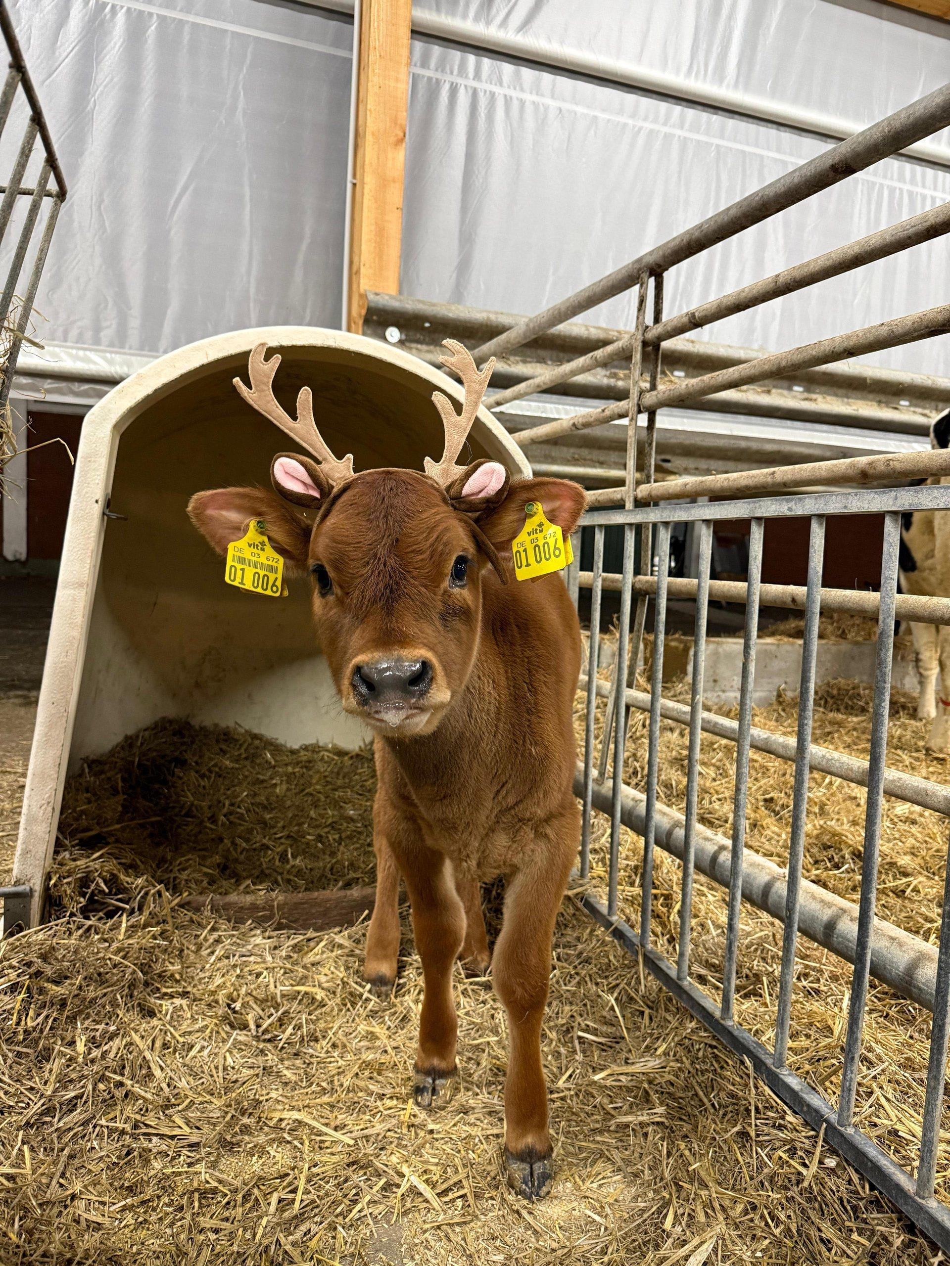 Calf with ear tags in a calf hutch