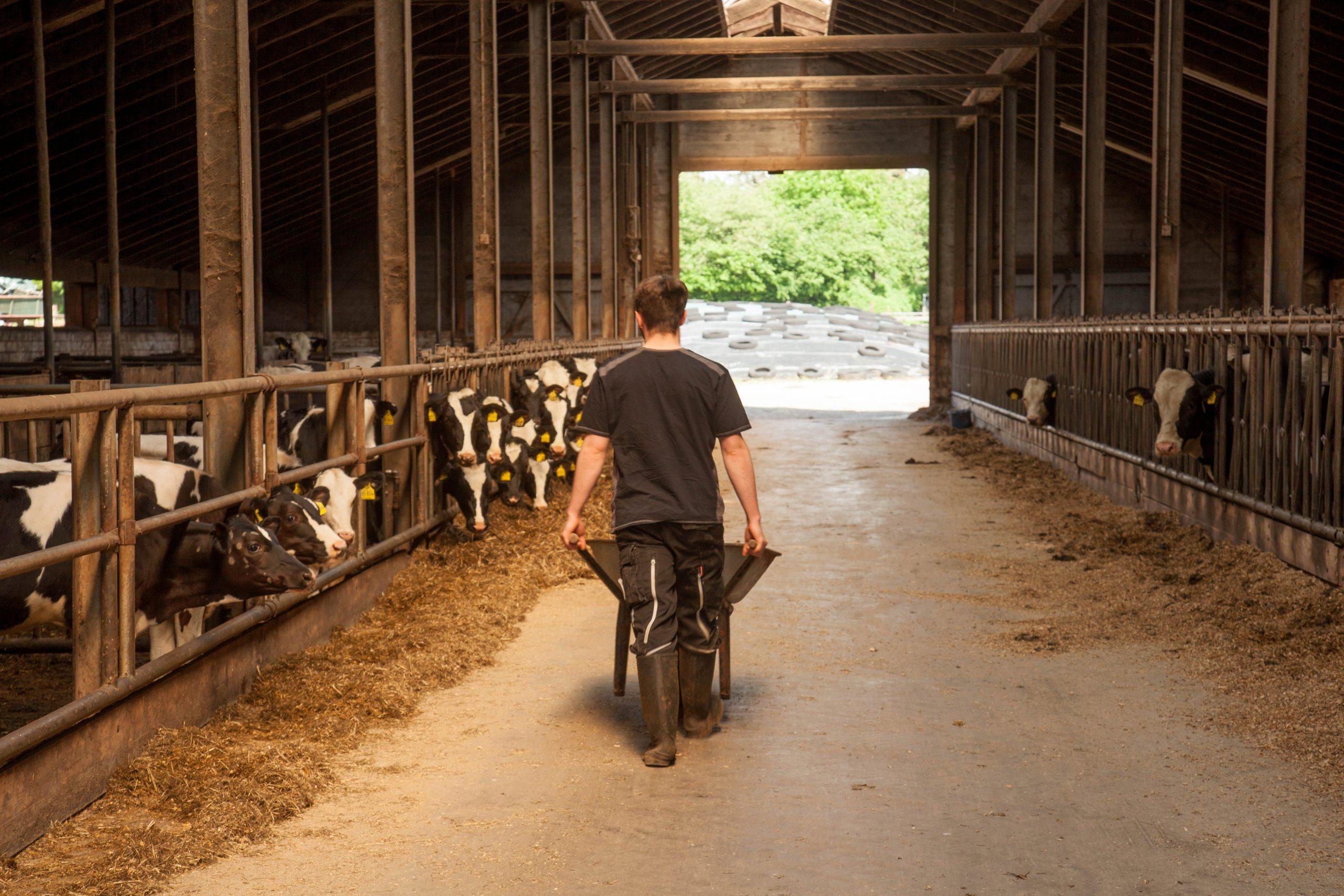 Our modern, bright barn for young stock