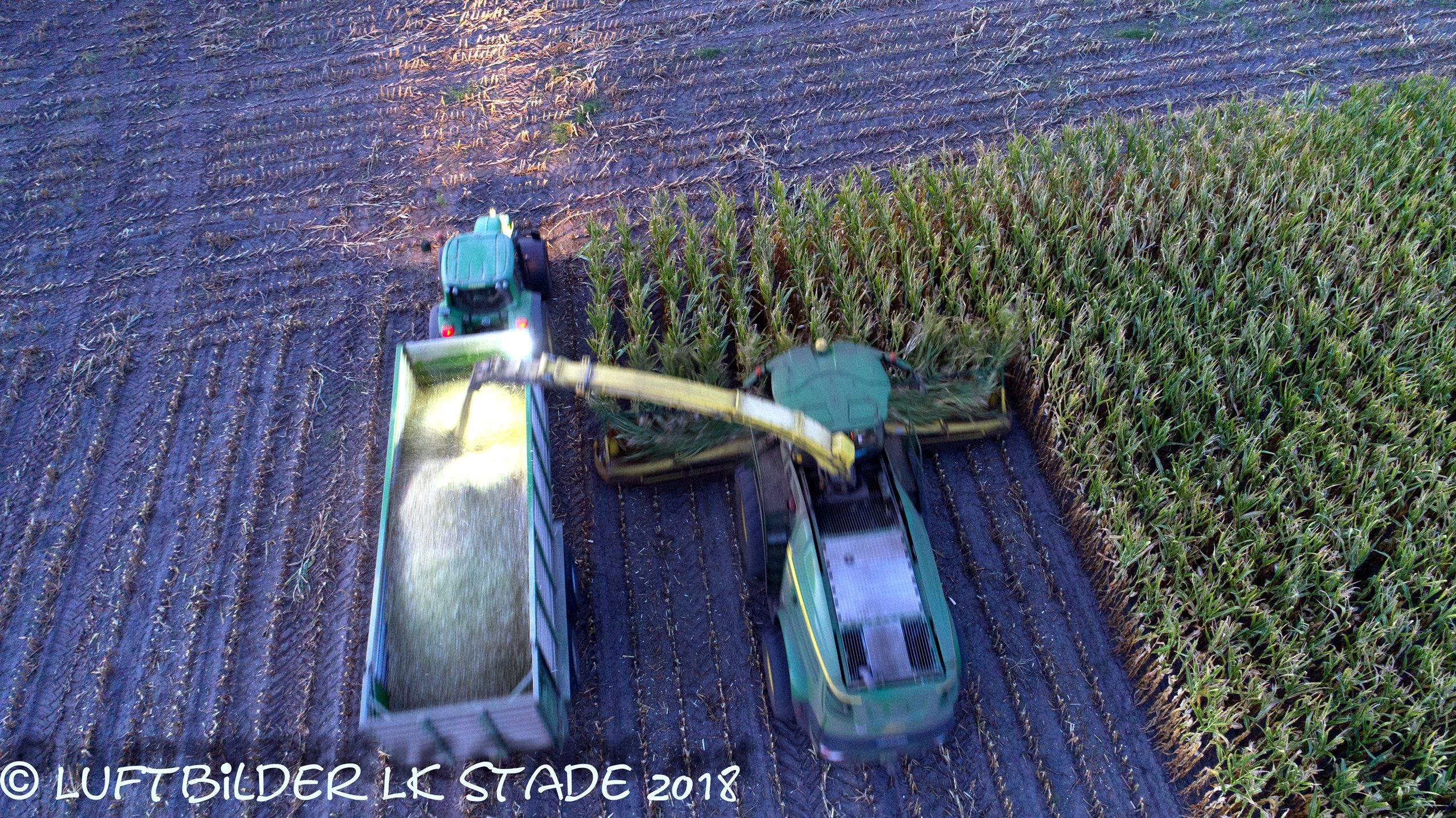 Chopping maize
